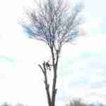 Tree climber dismantling a large tree