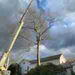 Crane being used to dismantle and remove tree