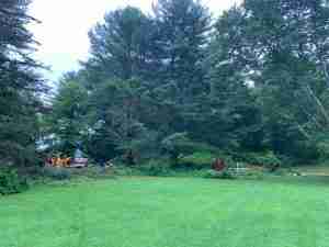Worksite for tree removal