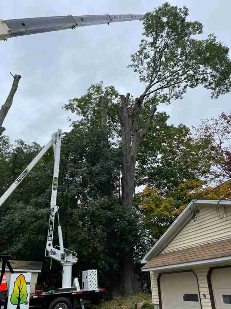 Crane removing top of large Red Oak tree