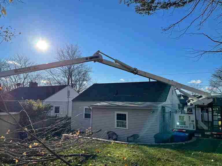 Tree work with bucket truck reaching out