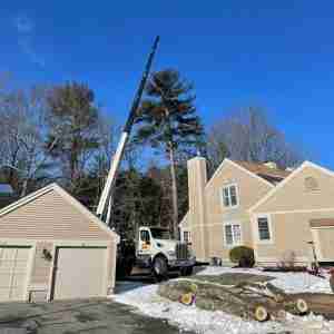 Removing a White Pine tree by crane.