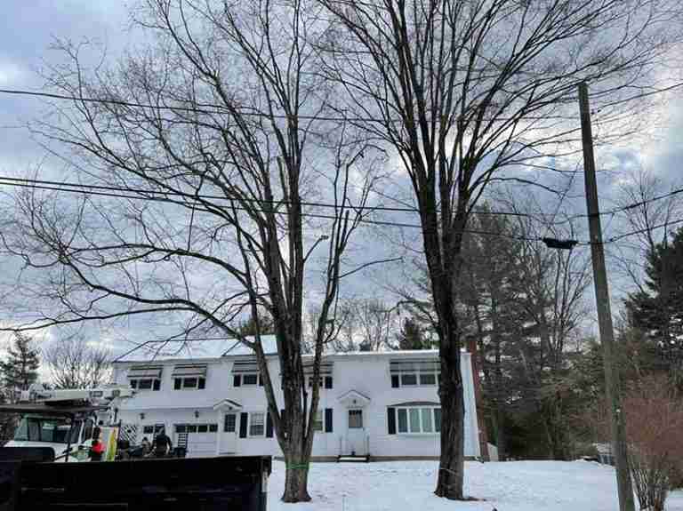 Before picture of tree removals in Farmington, CT