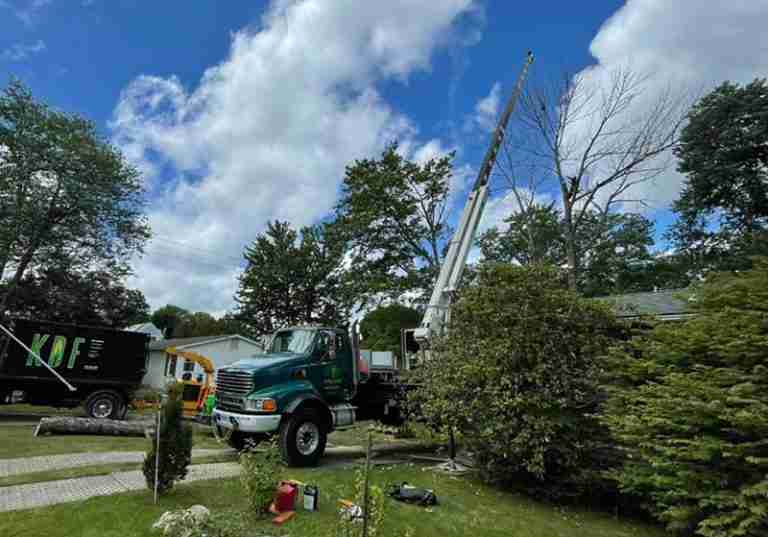 Crane setup with tree climber in tree in Torrington.