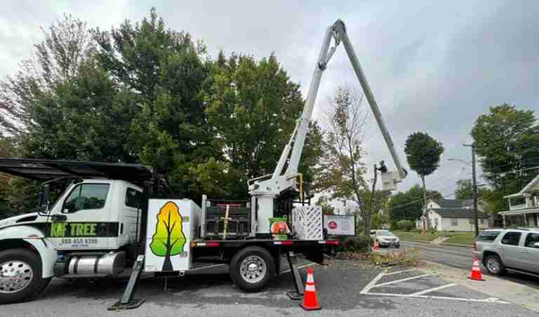 Large tree removals in Torrington, CT