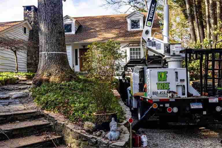 Today we handled a large oak tree removal in front of the Roxbury, CT home.