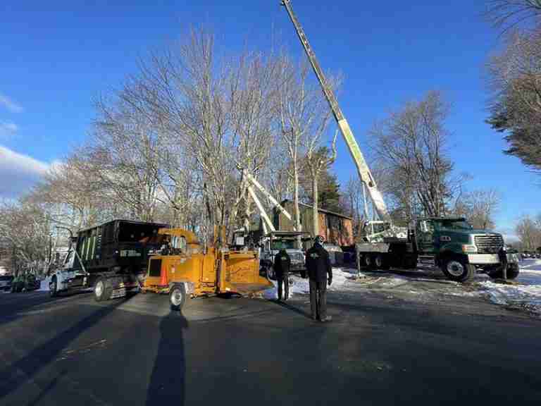 Picture of home and KDF Tree equipment before the seven tree removals.