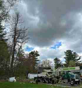 Dead white pine tree removal performed on this huge tree.
