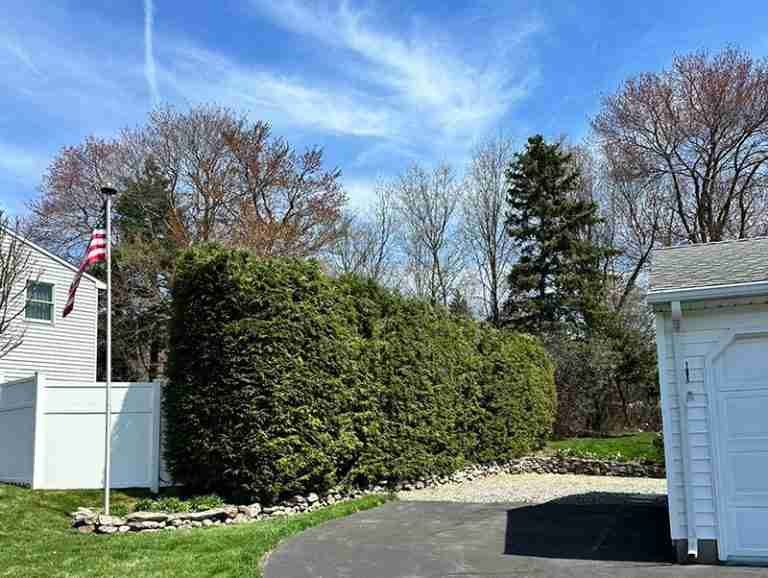 Hemlock hedge trimming job completed.