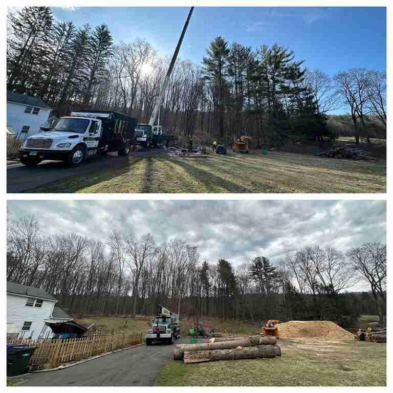 Tree removals in Canton, CT.