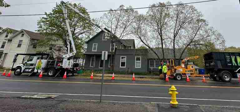 River Birch tree removal in Torrington showing trees in front of home.