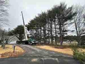 Row of Eastern White Pine trees to be removed.
