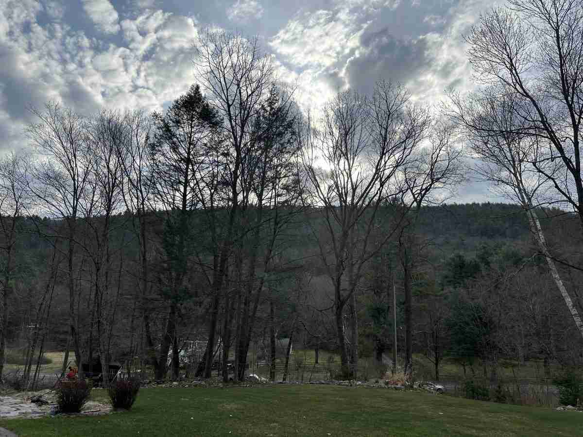 "Before" tree removal for mountainside view.