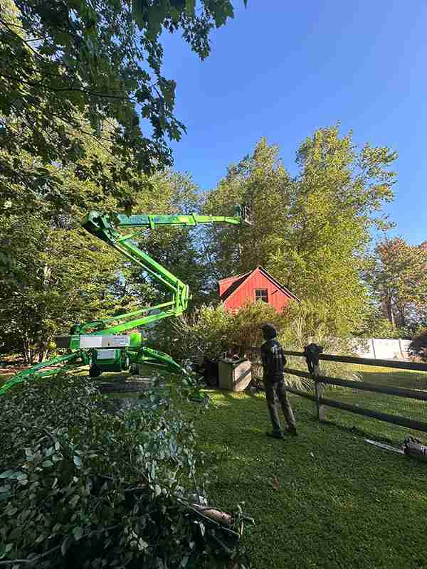River Birch tree removal in Torrington using tracked lift.