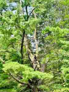 Massive White Pine tree removal in process with tree climber looking quite small on the tree.