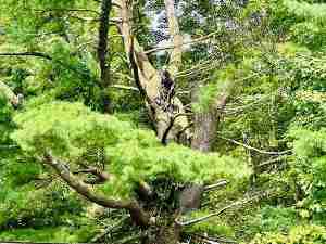 Massive White Pine tree removal in Simsbury, CT in process with tree climber looking quite small on the tree.