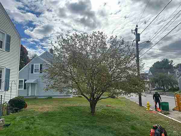 KDF Tree lightly lifting a tree for better lawn mowing access.