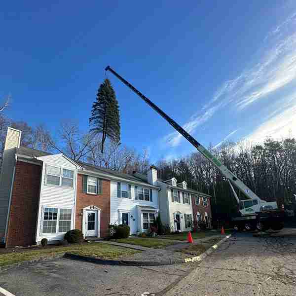 KDF Tree removing trees have outgrown their space.