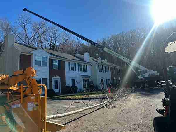 Have trees outgrown their space? KDF Tree uses 100-foot crane to remove overgrown trees at Fairways in Torrington.