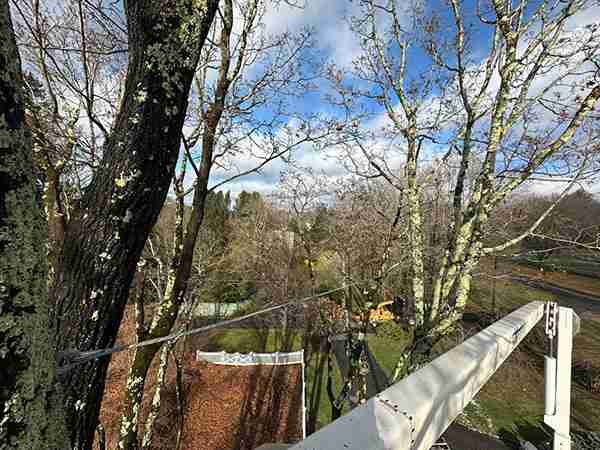 View from bucket truck of KDF Tree working on tree pruning and cabling tasks in Harwinton, CT.