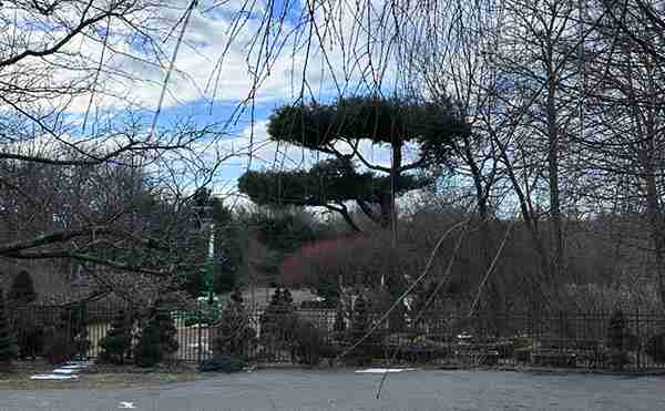 White Pine tree pruned to look like a Bonsai.