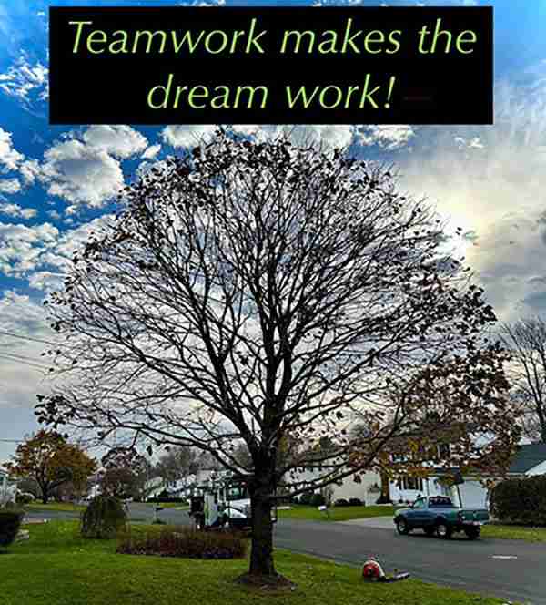 KDF Tree is hiring! Picture of shaped tree and the words "Teamwork makes the dream work!"