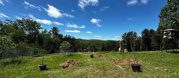 Fruit tree planting in field in Torrington, CT
