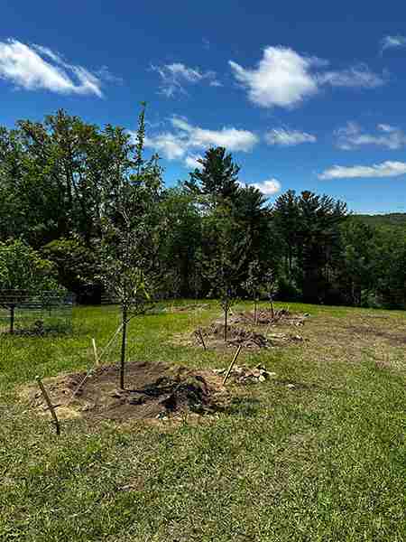 Row of fruit tree plantings in a field in Torrington, CT