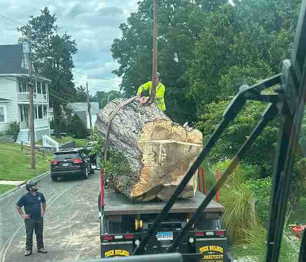 Rear view of huge Silver Maple stump on flatbed truck.