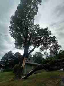 Red Maple tree with broken leader that could have been prevented with cabling.