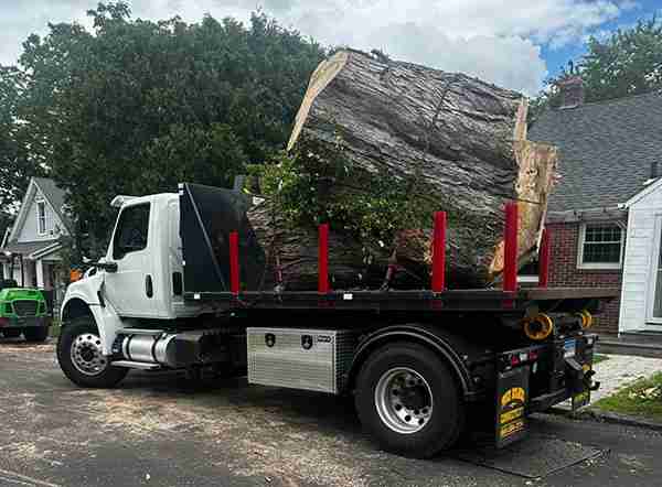 Huge Silver Maple stump on flatbed truck takes up full width of the truck.