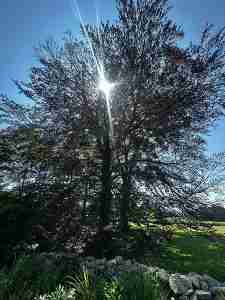 Stressed Beech tree due to climate change.