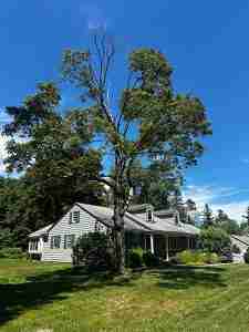 Stressed Sugar Maple tree losing upper canopy due to climate change.