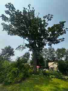 Stressed Sugar Maple tree due to climate change.