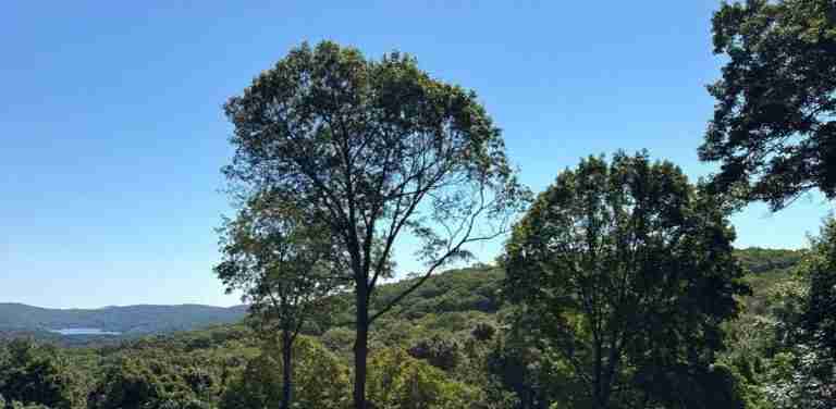 View clearing job completed with beautiful views of distant lake and mountains.