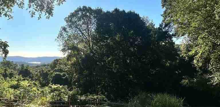 Trees block view prior to view clearing.