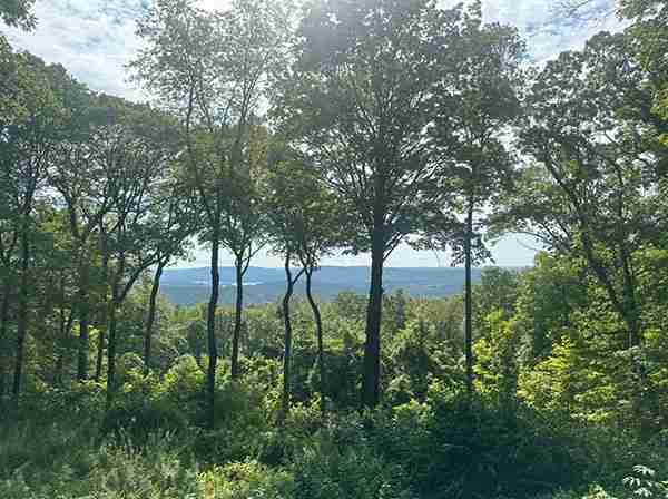 Beautiful view of mountains through trees after view clearing.