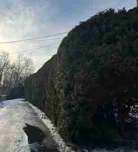 Large hedge pruning job completed