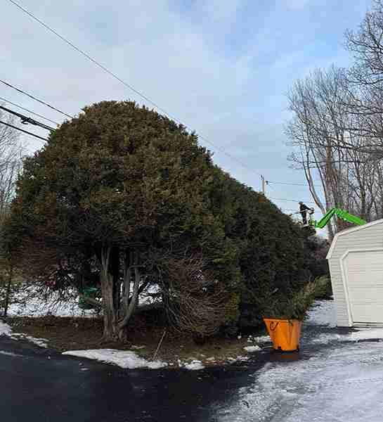 Large hedge pruning in progress.