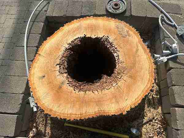 Stump with rotted core from tree removal in Southington, CT.