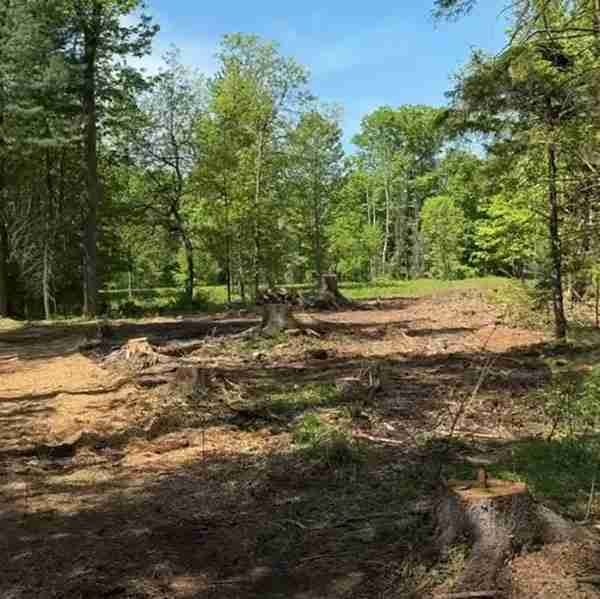 KDF Tree land clearing for new construction.