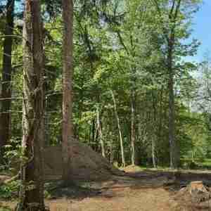 KDF Tree land clearing for new construction and driveway.