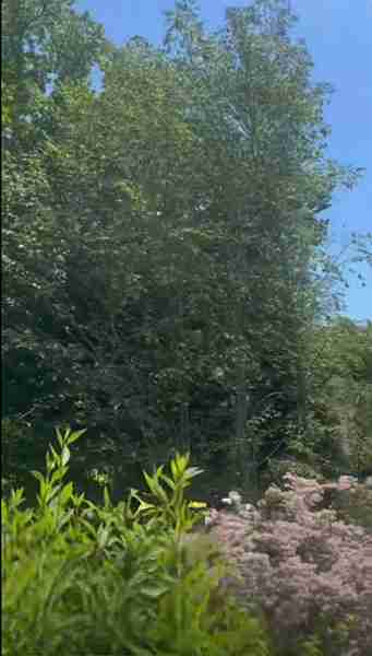 A stand of beech trees with Beech Leaf Disease that will be removed.