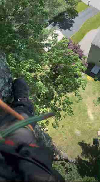 Professional tree climbing is required for this tree that is beyond the height of the 90-foot lift. This climber looks down on the property from high up in the tree.