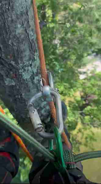 Professional tree climbing ropes and gear high up in a tree.