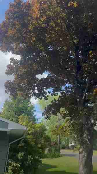 Tree branches away from roof after pruning.
