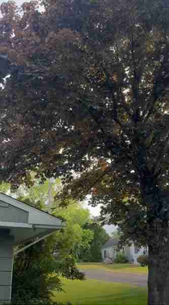 Tree branches too close to roof.