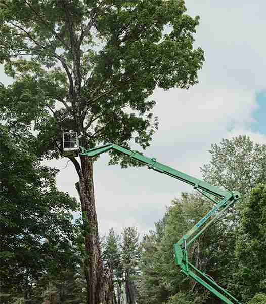 KDF Tree is performing tree thinning using their 90' tracked lift.