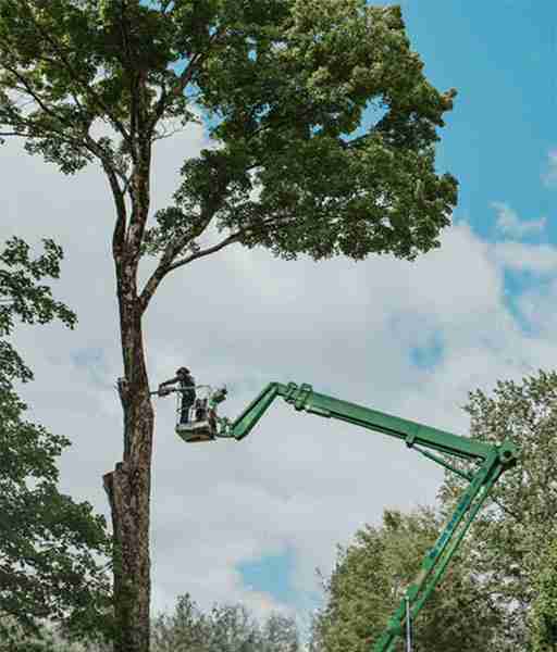 KDF Tree using their 90' tracked lift and other professional tree care equipment.