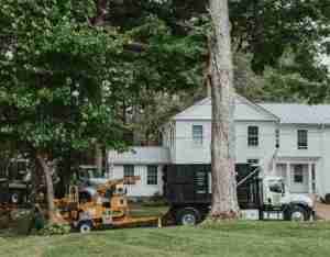 KDF Tree is doing a fall tree inspection for a customer.